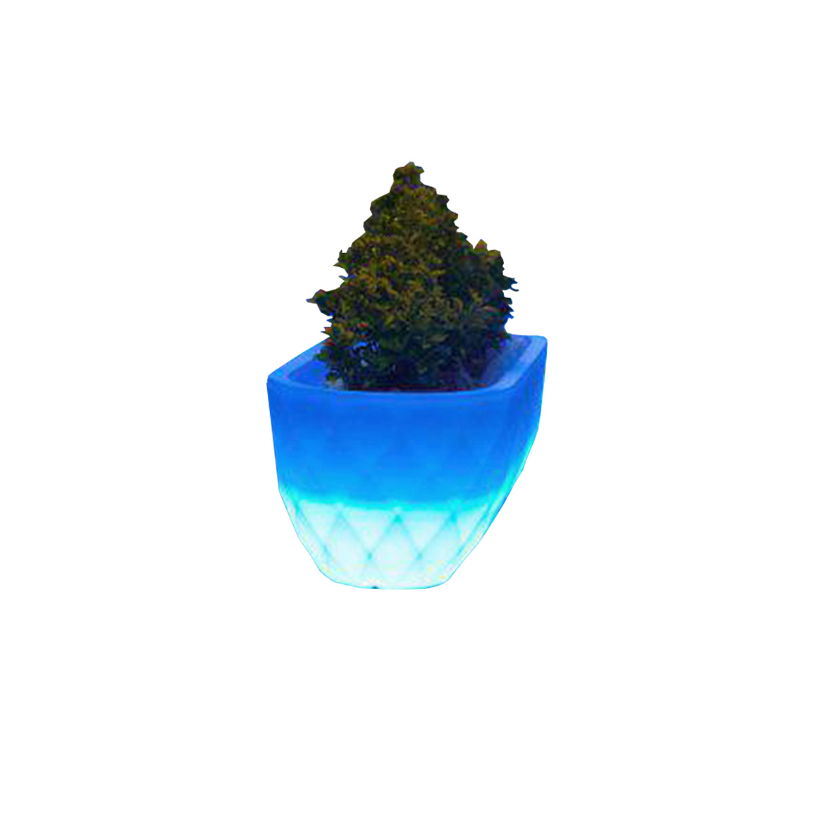 花盆-6